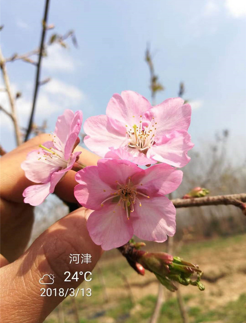 河津樱花