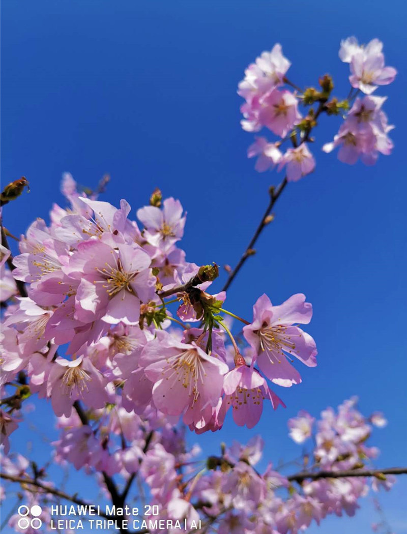 红山樱花