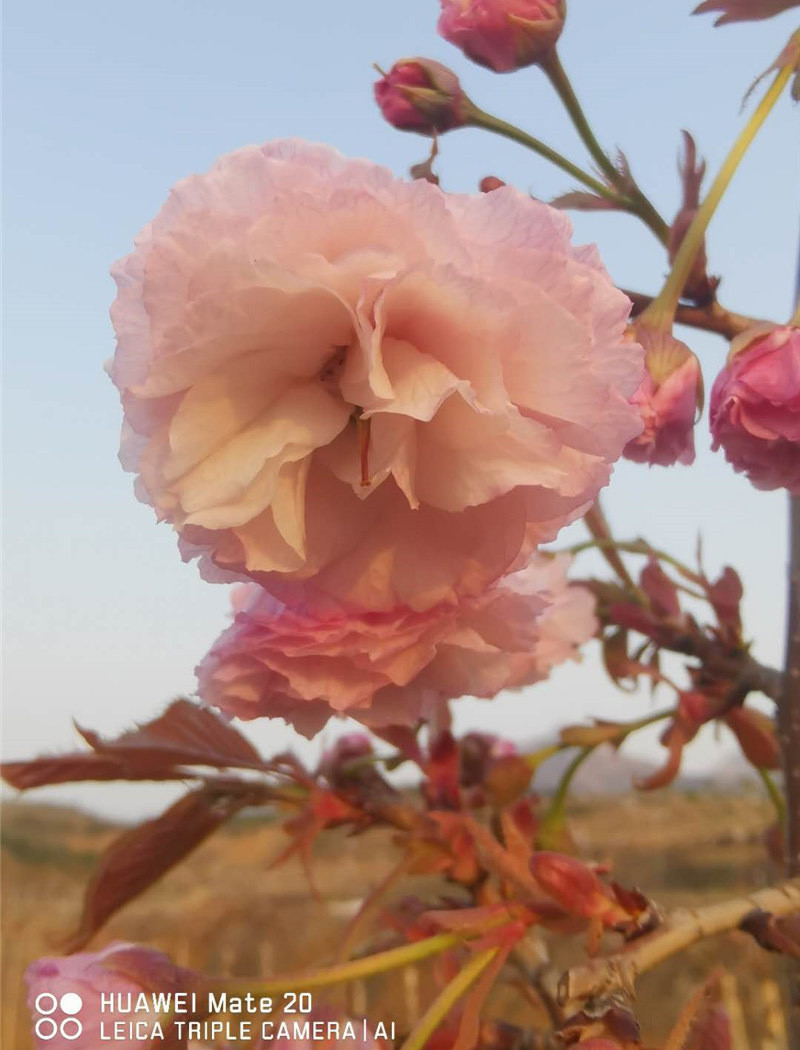 花笠樱花