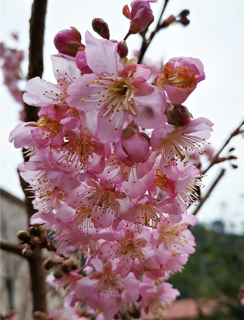 椿寒樱花