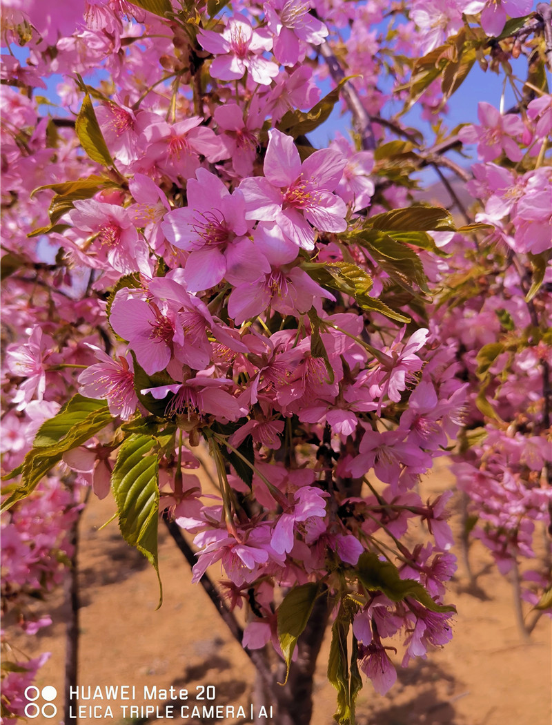 大寒樱花