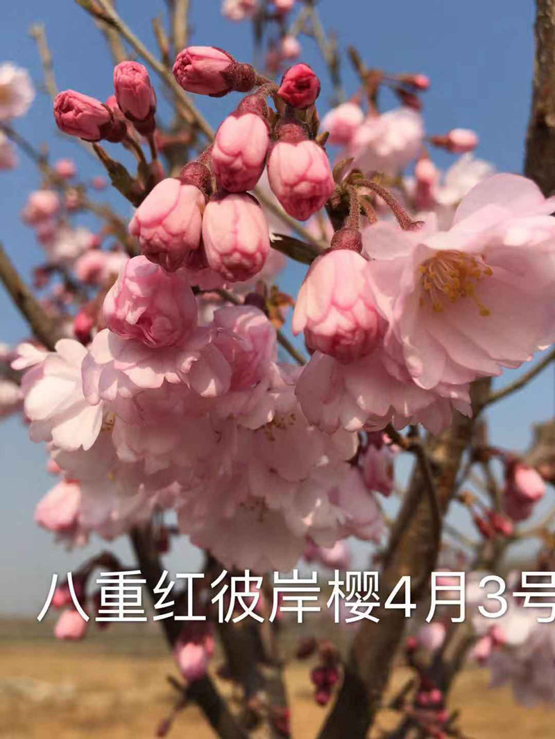 八重红彼岸樱花