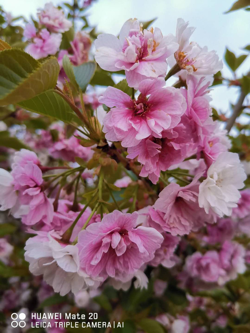 八重变大岛樱