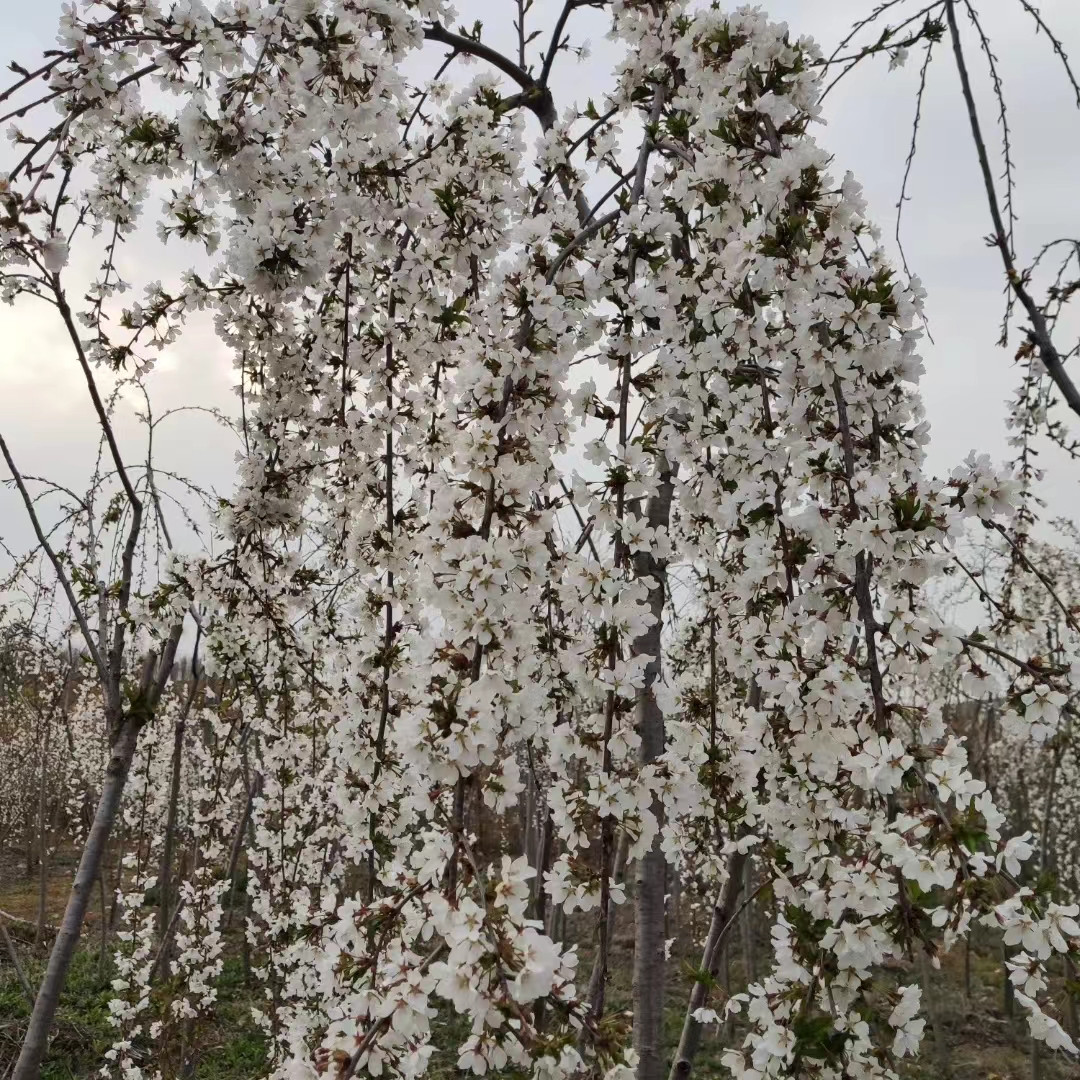 雪喷泉垂樱