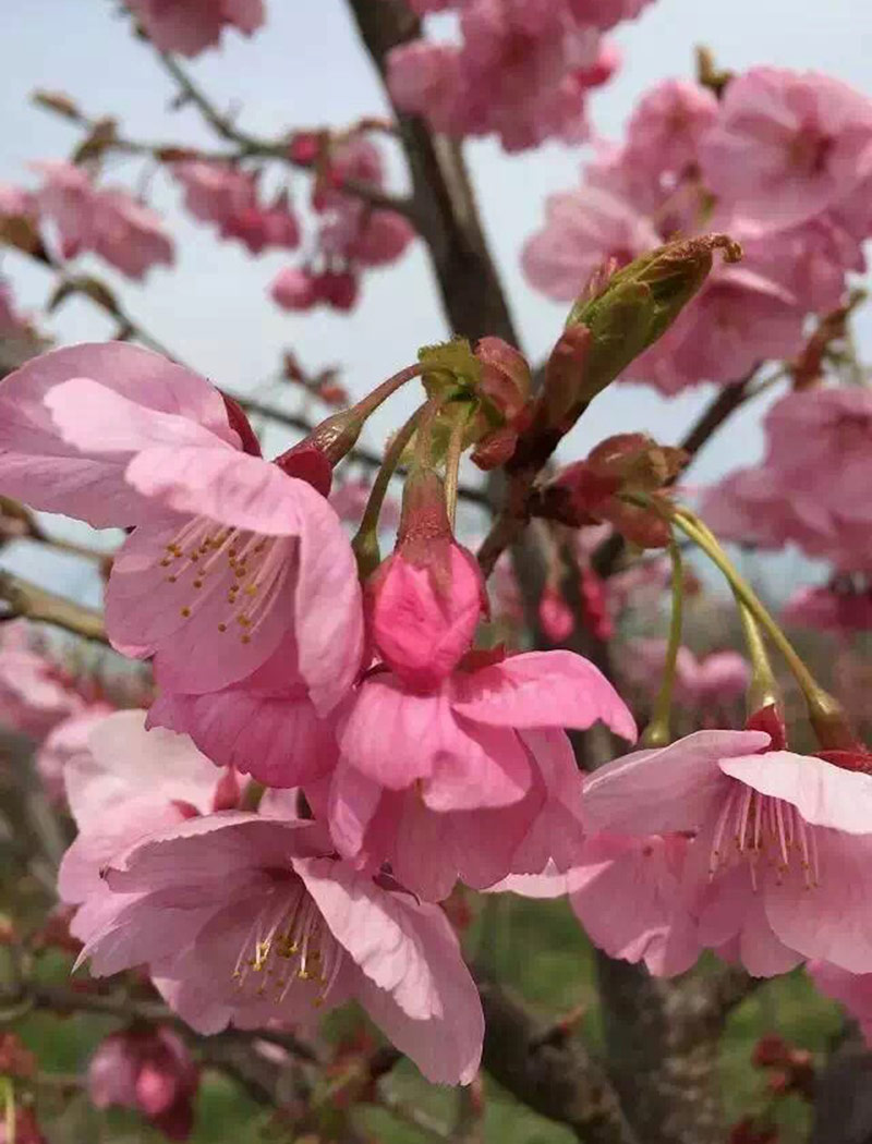 阳光樱花