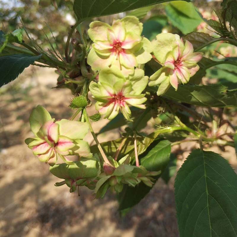 御衣黄樱花