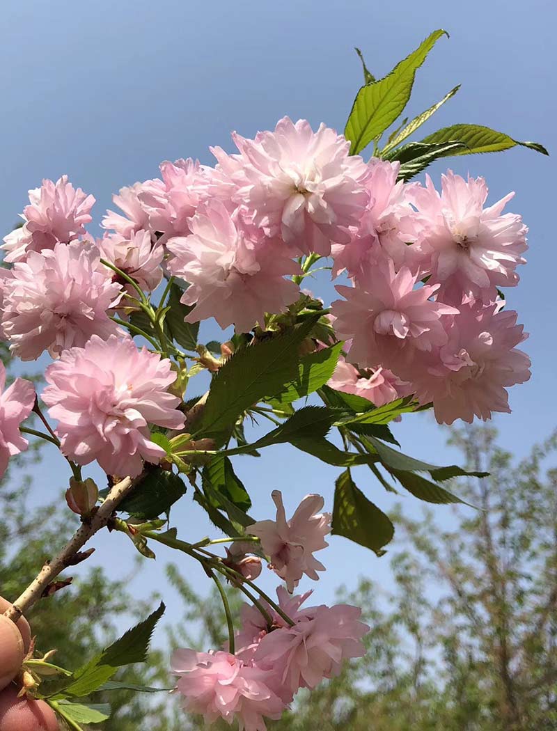 菊枝垂樱花