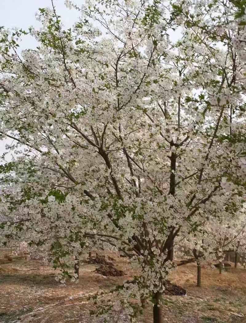 御帝吉野樱花