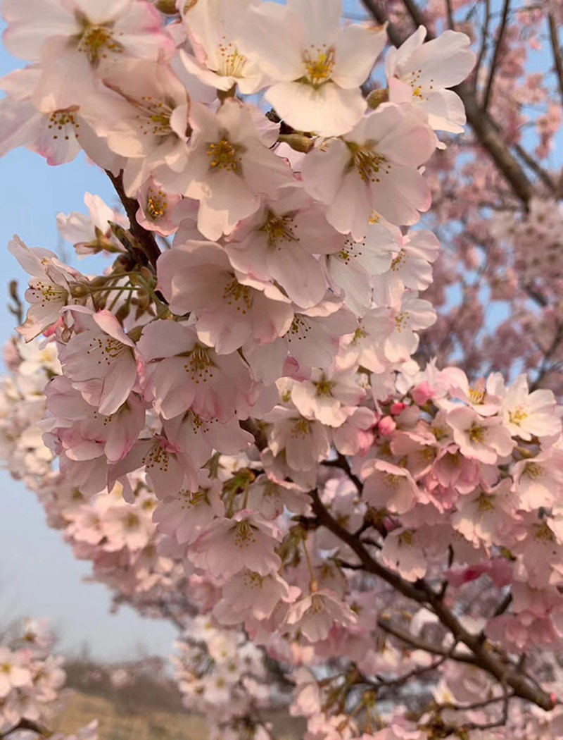 江户彼岸樱花