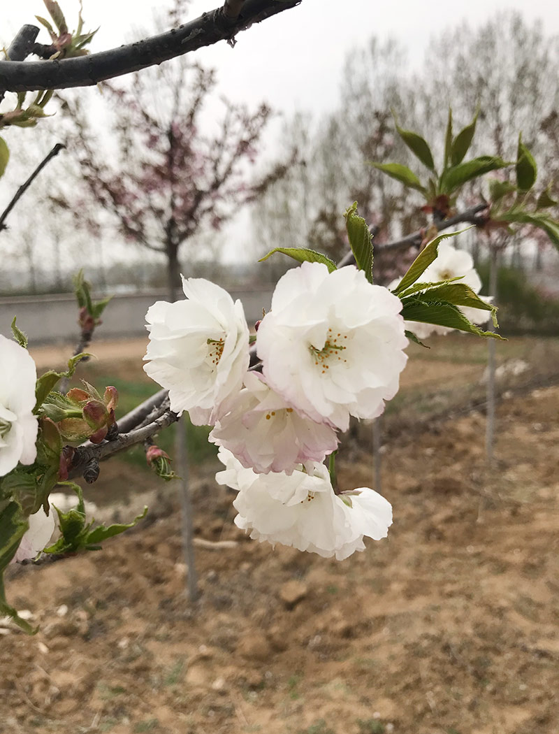 白妙樱花