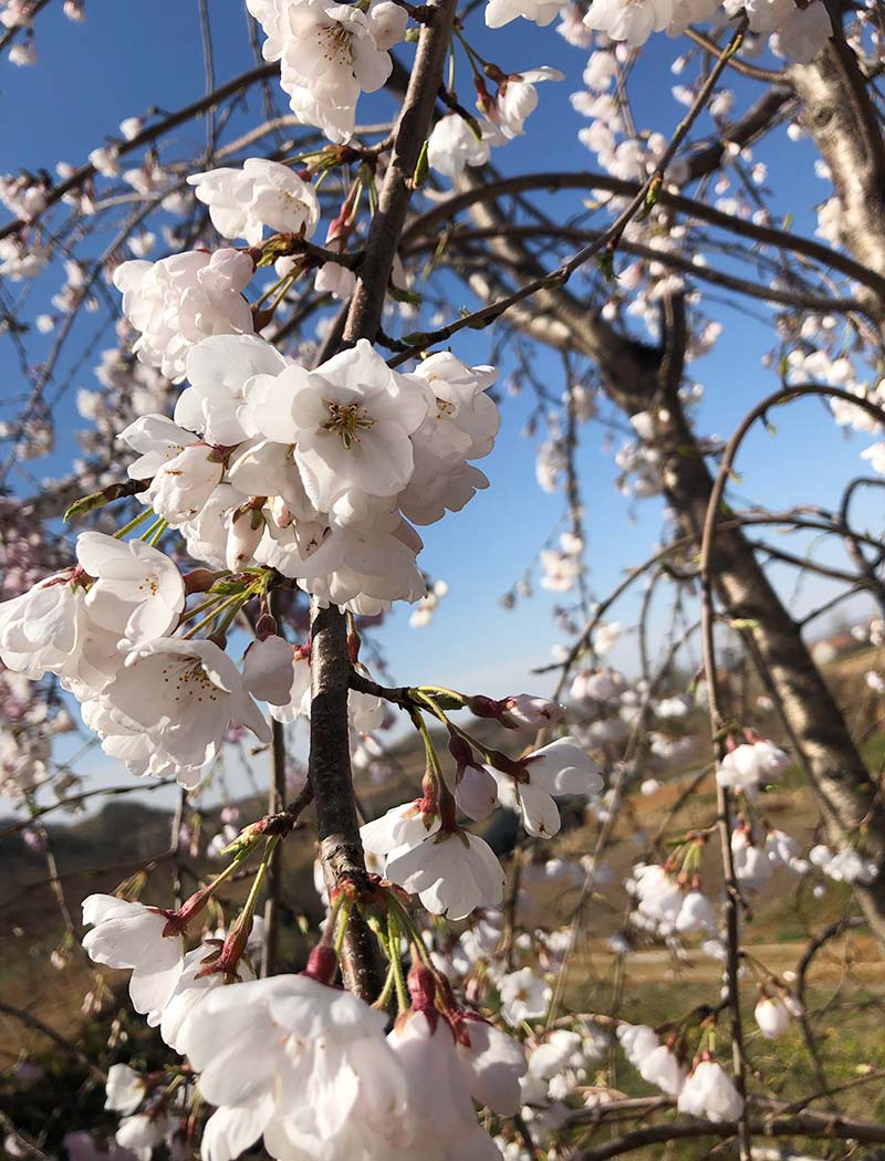 吉野枝垂樱花