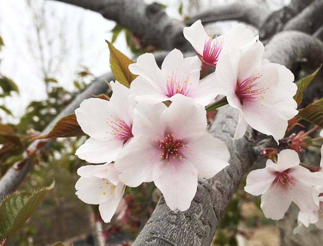 山樱枝垂樱花