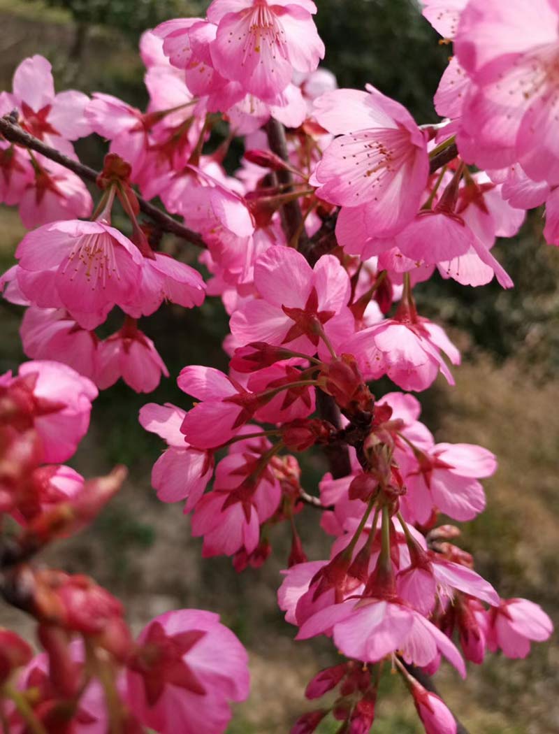 横滨绯樱花