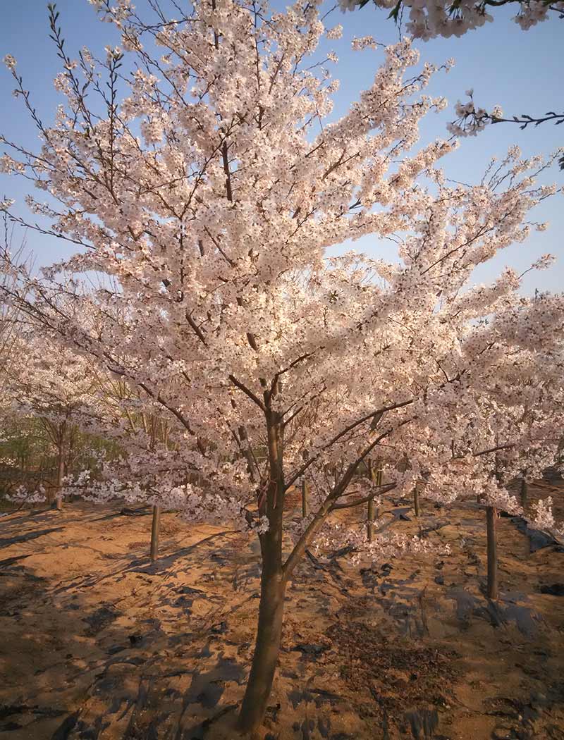 染井吉野樱花