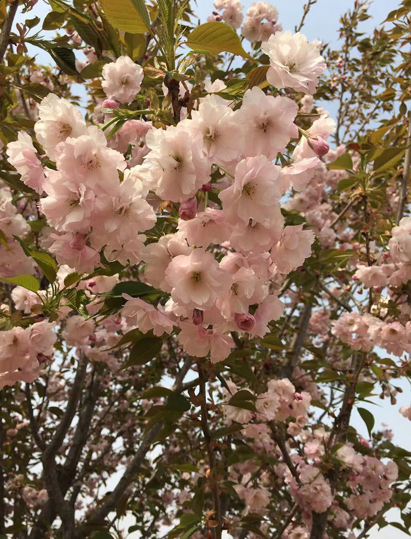 八重红大岛樱花